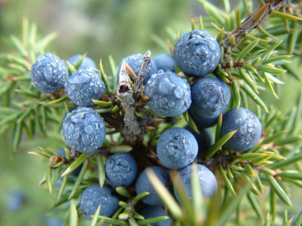 Juniper berries222