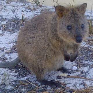 Quokka เจ้าถิ่นตัวจริง