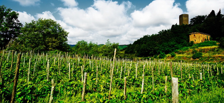 Petrolo vineyards below Galatrona watchtower