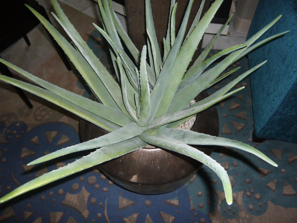 Blue Agave