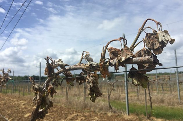 frost-dead-vine-bordeaux-ducourt-anson-630x417