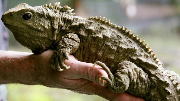 Tuatara,Kapiti Coast3