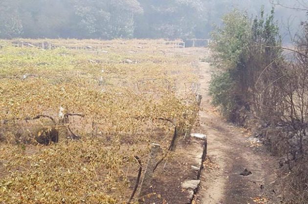 Fire damaged vineyards in Rías Baixas