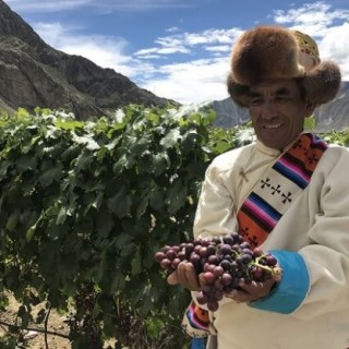 tibet-vineyard-630x417