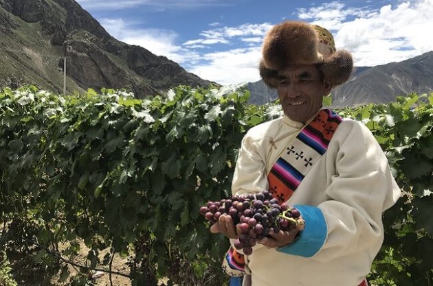 tibet-vineyard-630x417