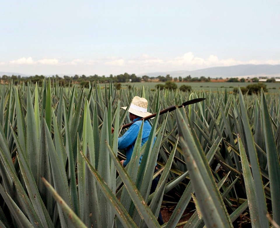 From the Highlands of Jalisco to the bottom of your glass