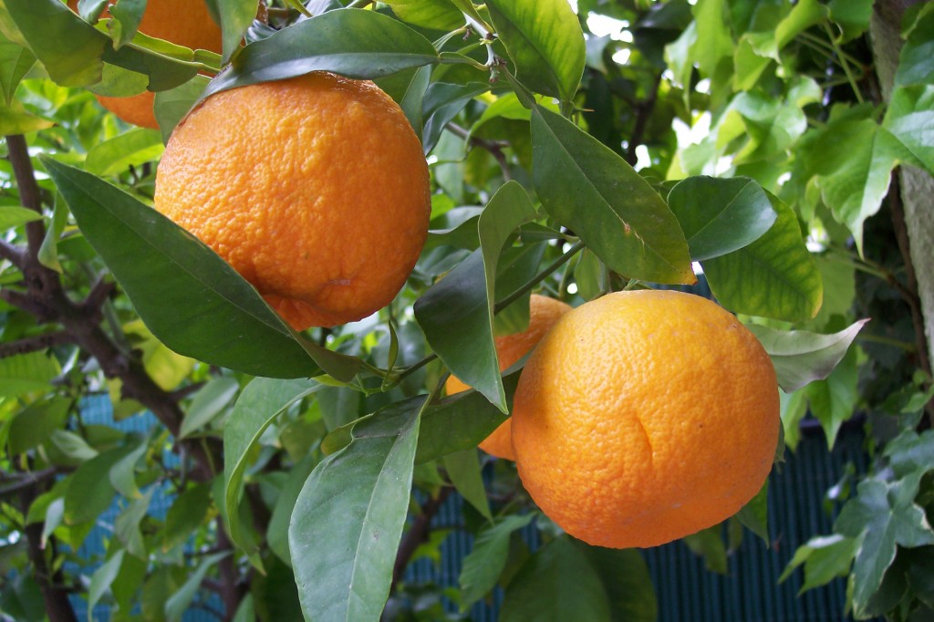 ส้มที่ใช้ทำ Tanqueray Flor de Sevilla
