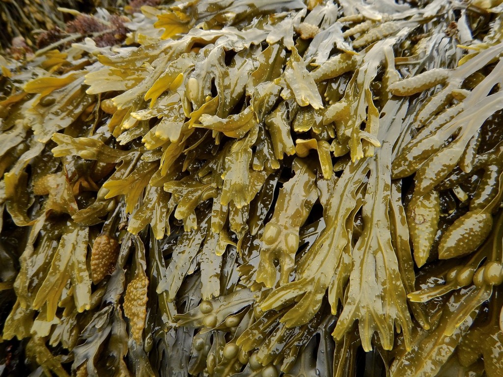 Bladderwrack