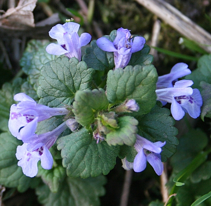 Ground Ivy