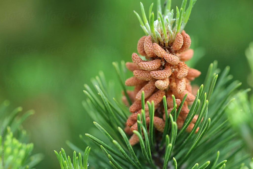 Pine Buds