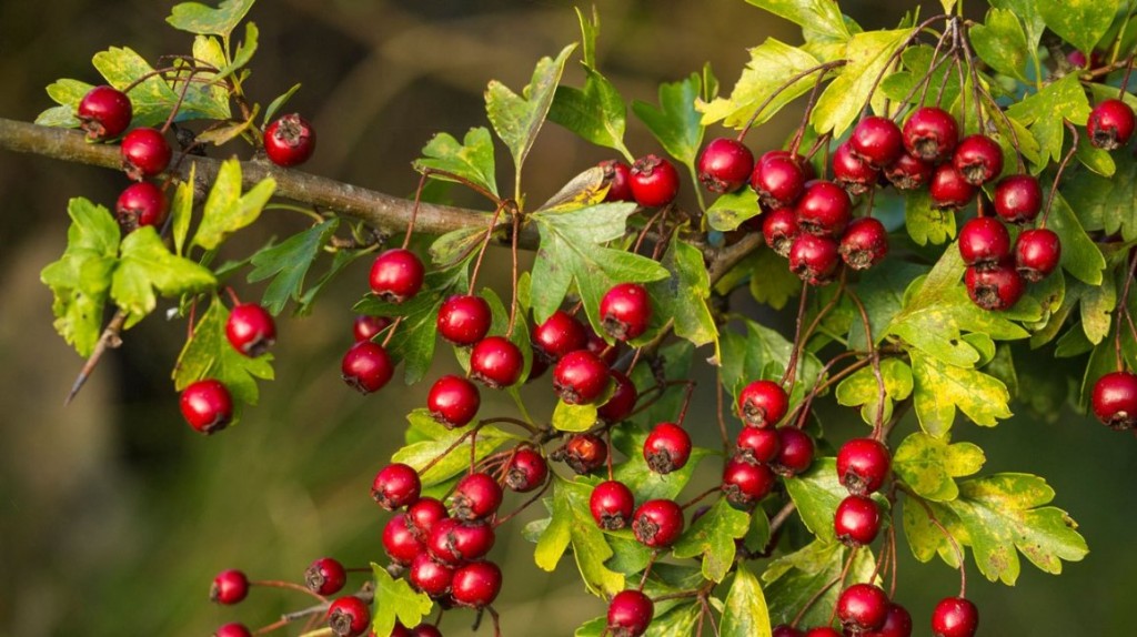 Hawthorn Berries