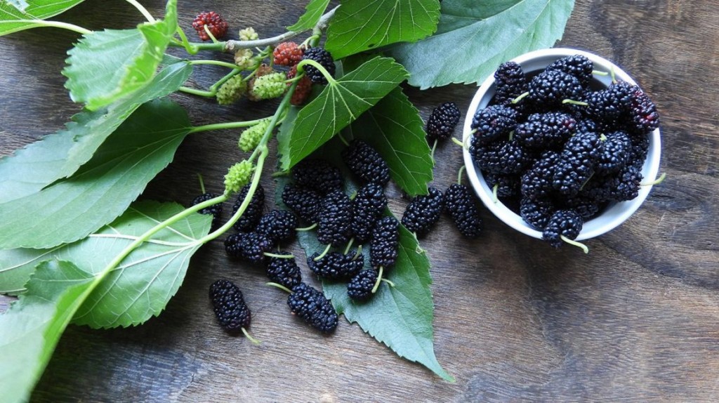 Mulberry Leaves