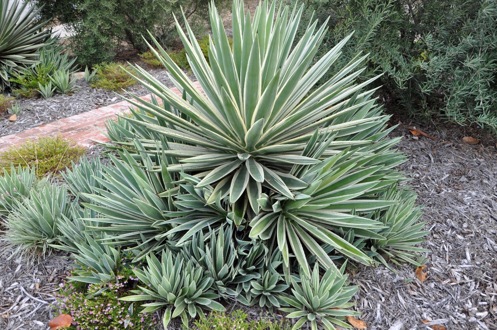 Agave Angustifolia