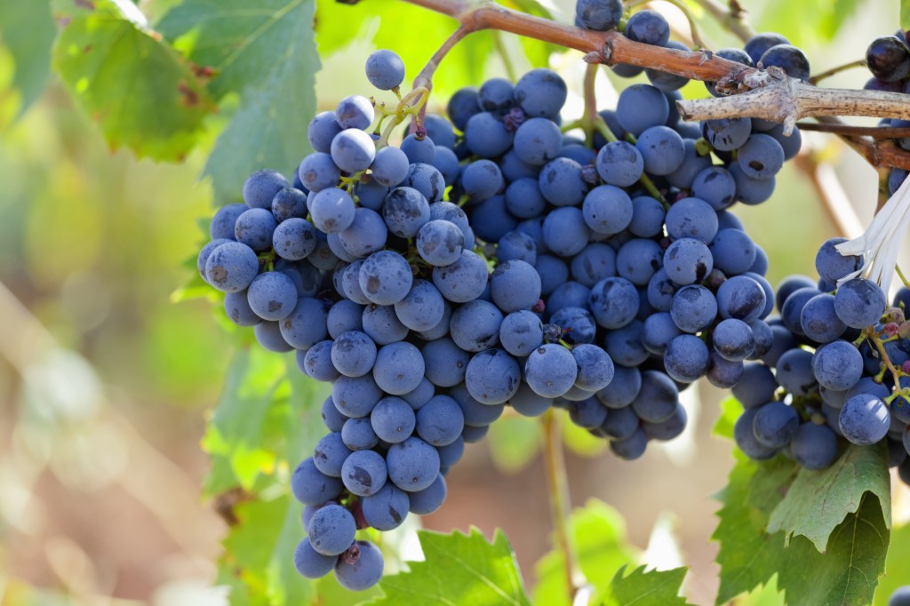 Primitivo Grapes Puglia Italy