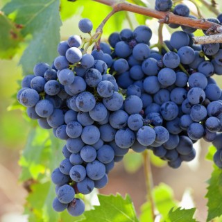 Primitivo Grapes Puglia Italy