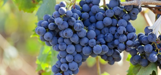 Primitivo Grapes Puglia Italy