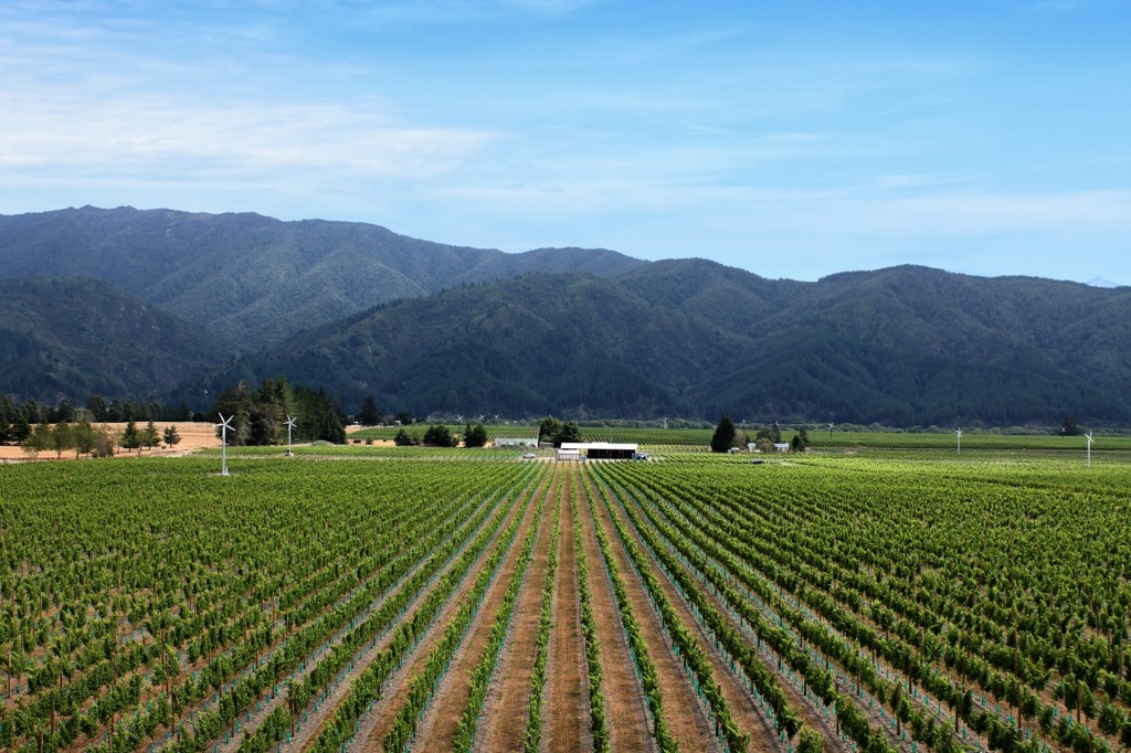 Pennarth Farm Vineyard