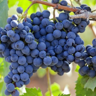 Primitivo Grapes Puglia Italy